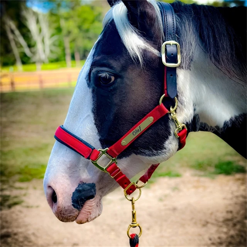 Pet Portrait Custom - 2pcs Custom Horse Name Martingale Plate