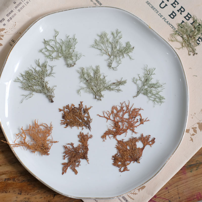 Dried Flower Bookmark - 12pcs, Seaweed Aquatic Plants Dried Flower