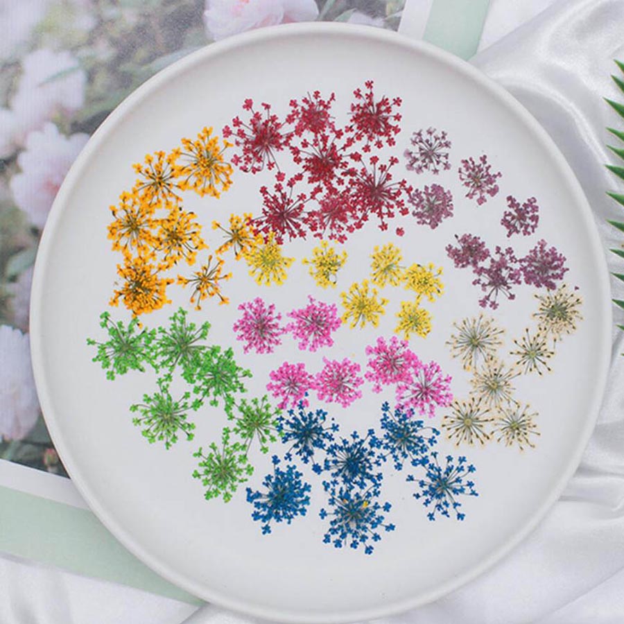 60pcs Pressed Dried 15-20mm Am - Dried Flower Bookmark 리뷰 및 가격