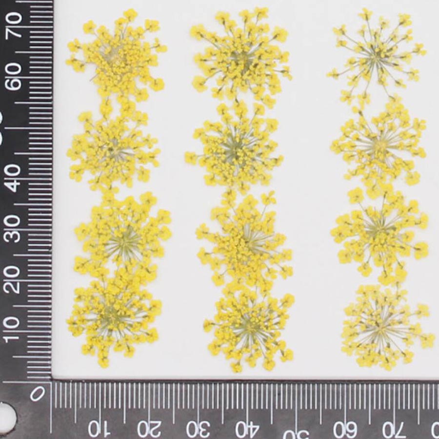 60pcs Pressed Dried 15-20mm Am - Dried Flower Bookmark 리뷰 및 가격
