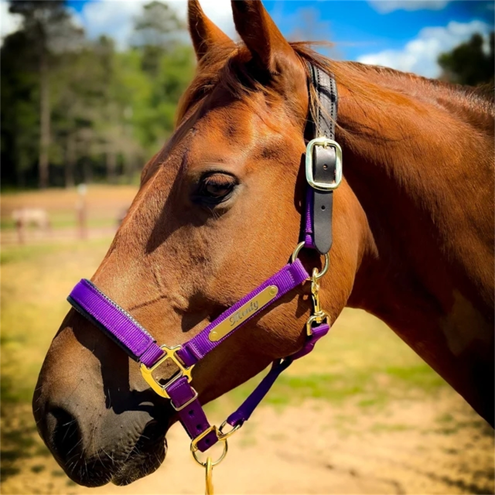 2pcs Custom Horse Name Marting - Pet Portrait Custom 리뷰 및 가격