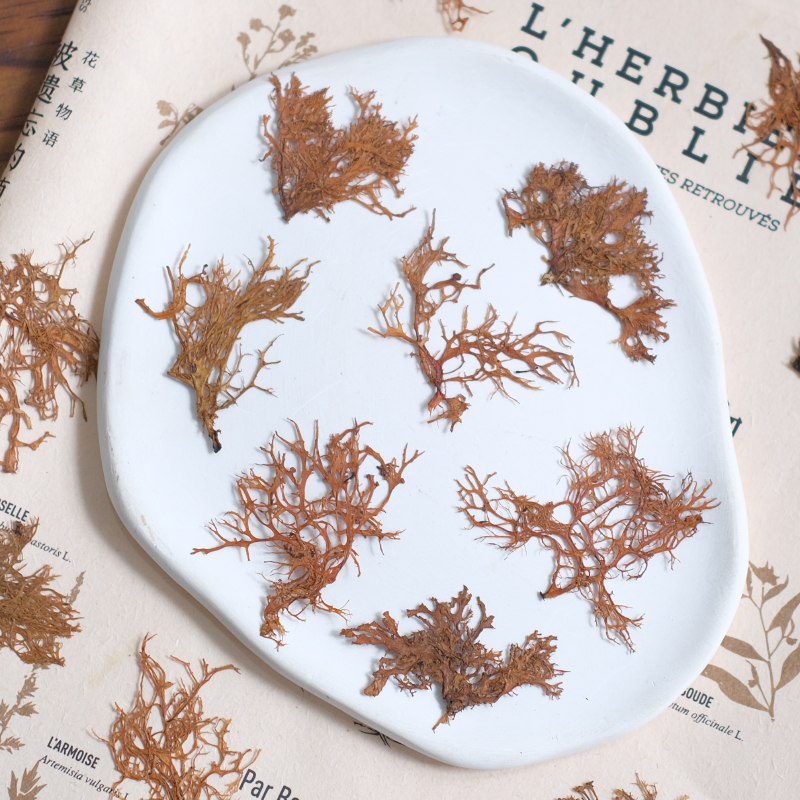 12pcs, Seaweed Aquatic Plants  - Dried Flower Bookmark 리뷰 및 가격