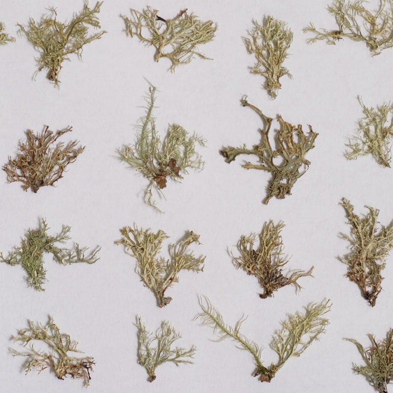 12pcs, Seaweed Aquatic Plants  - Dried Flower Bookmark 리뷰 및 가격