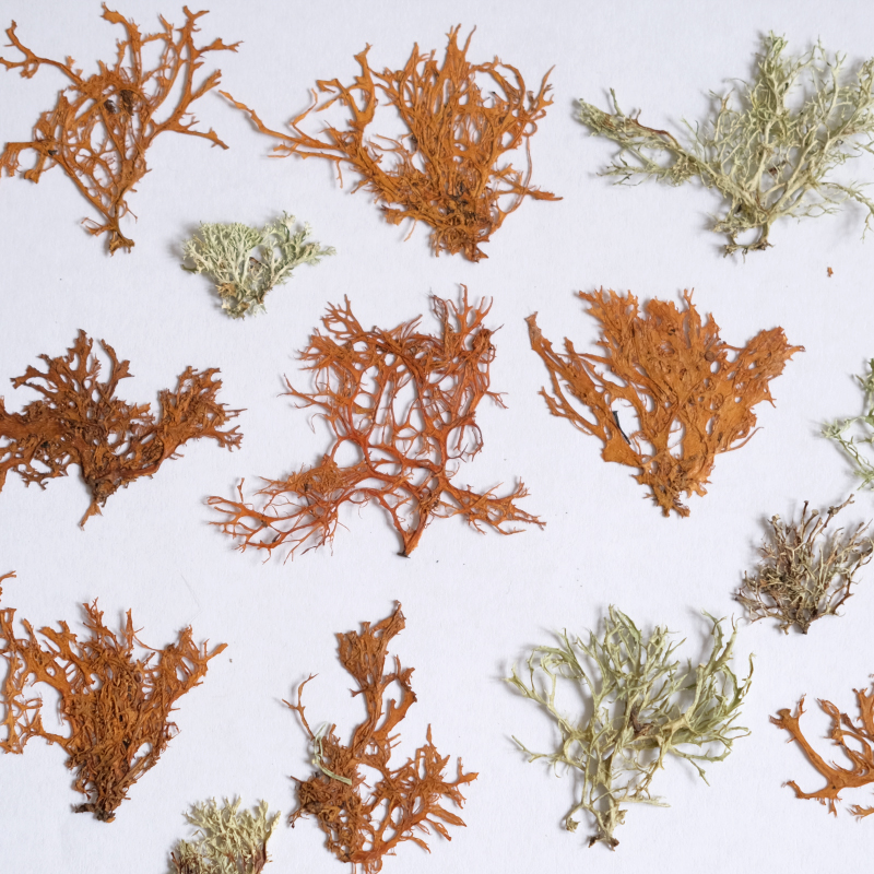 12pcs, Seaweed Aquatic Plants  - Dried Flower Bookmark 리뷰 및 가격