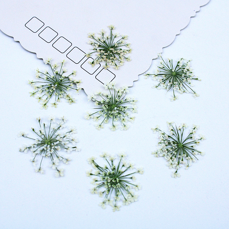 500pcs Lace Flowers Dried Flow - Dried Flower Bookmark 리뷰 및 가격
